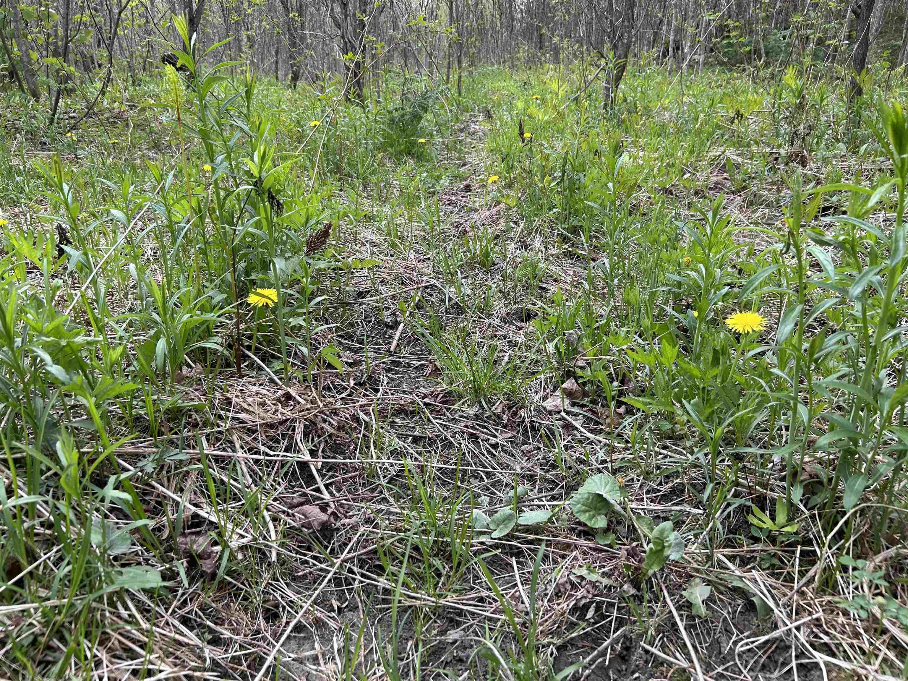 Mapb2-lot16 Dead Water Road Stewartstown, NH 03576 - Photo 20 of 31