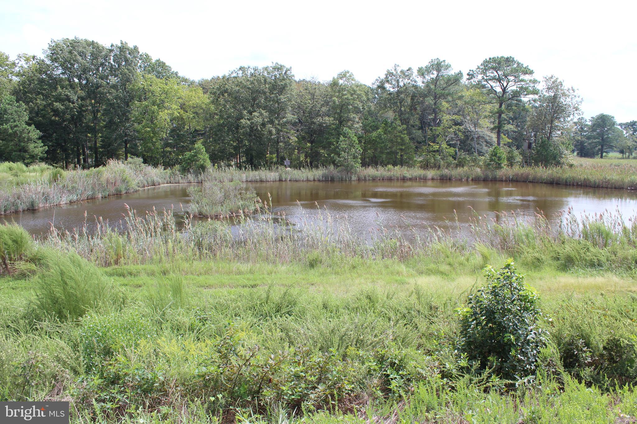10674 Anderson Road Princess Anne, MD 21853 - Photo 6 of 35 Freshwater Pond