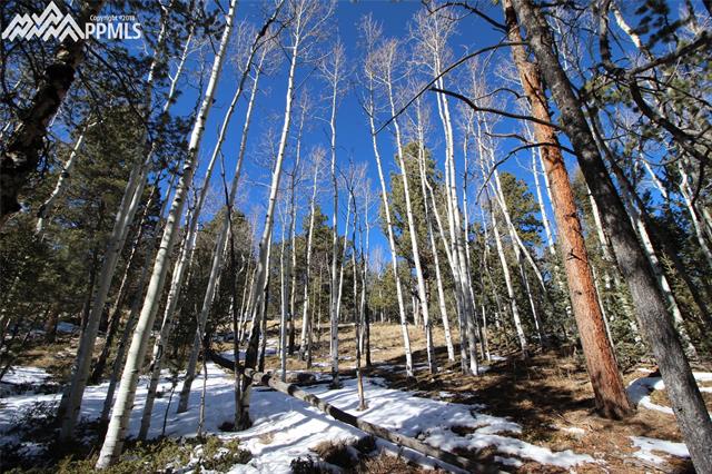 51 Mica Road Divide, CO 80814 - Photo 10 of 14 Abundant aspen and pine
