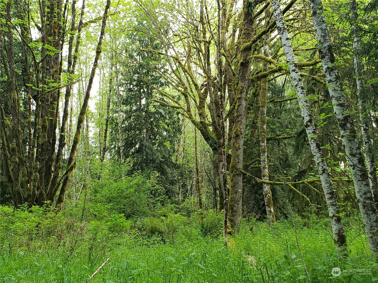 102 Powers Road Mossyrock, WA 98564 - Photo 5 of 15 Gallery Image 5