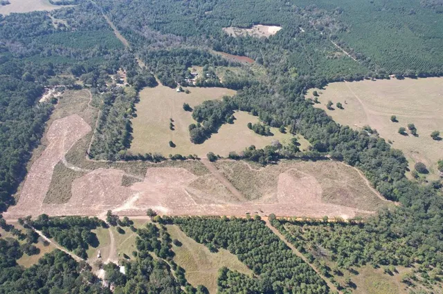 a view of a dry yard with large trees