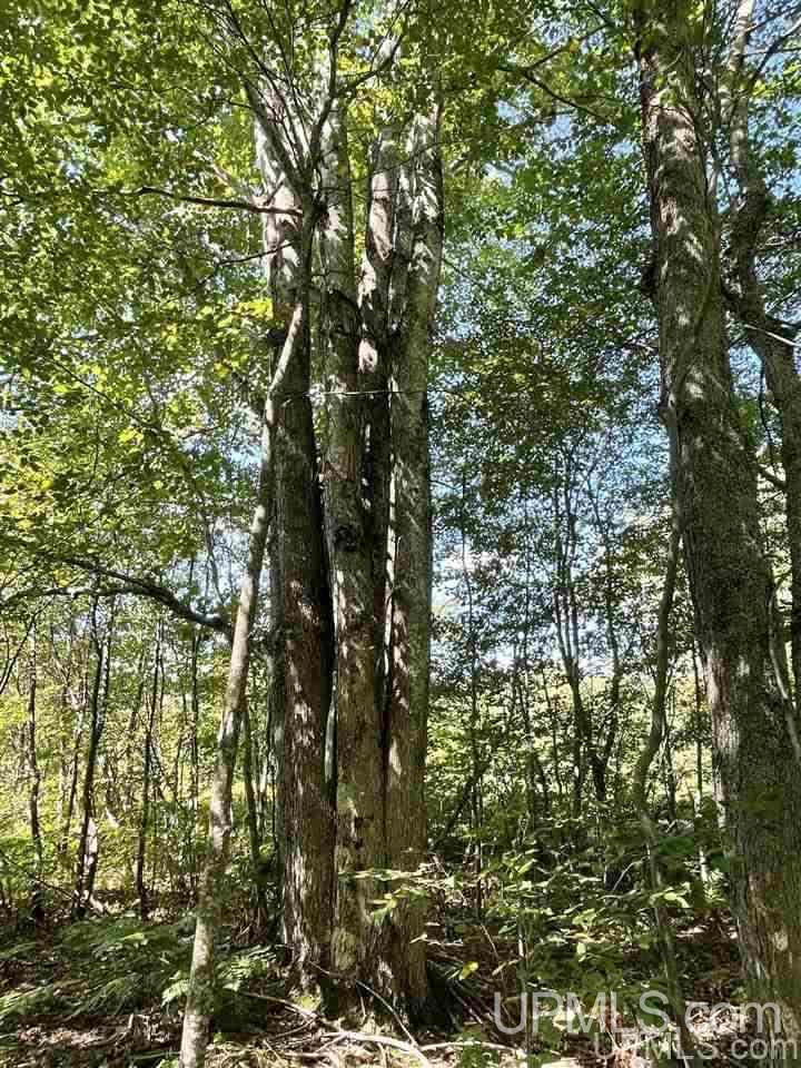 220 W Ford Lake Road Germfask, MI 49836 - Photo 14 of 26