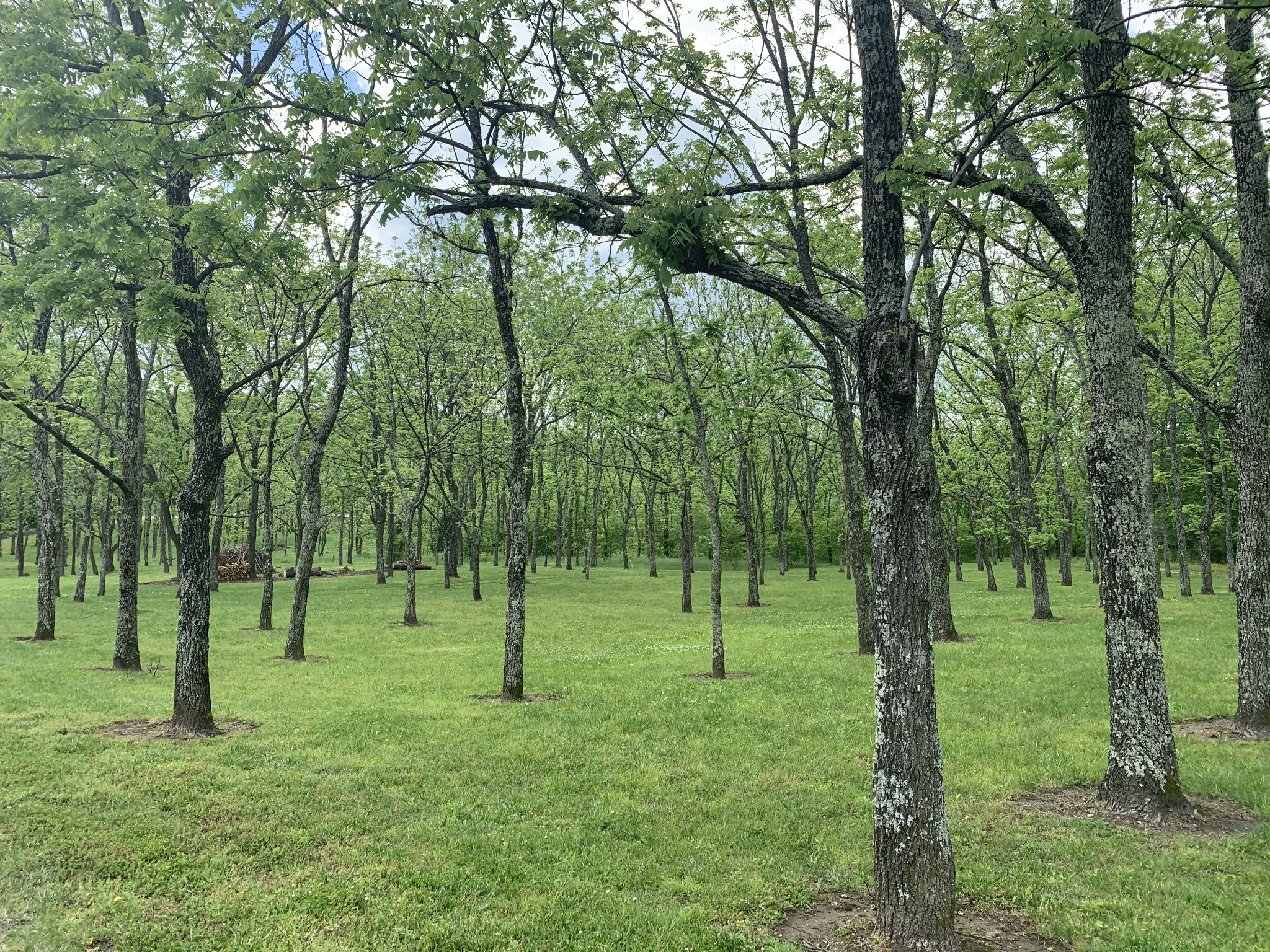 873 Coon Creek Road Dickson, TN 37055 - Photo 36 of 37 a view of a park with lots of trees
