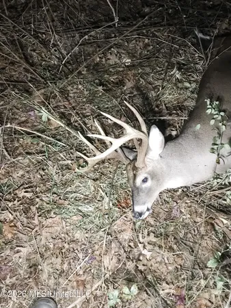 $1,650,000 | 1549 County Road 99, Sidon, MS 38954