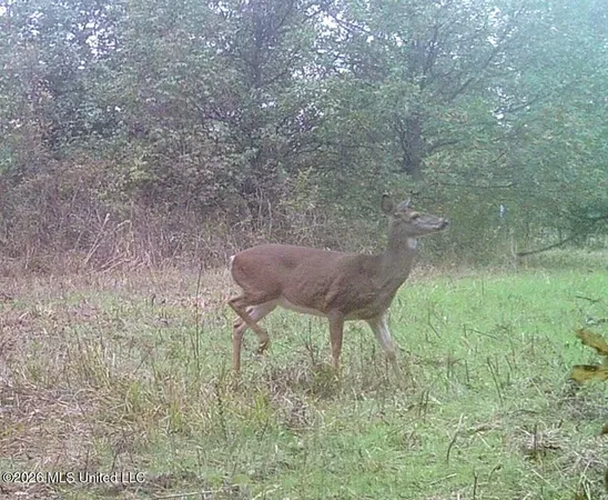 $1,650,000 | 1549 County Road 99, Sidon, MS 38954