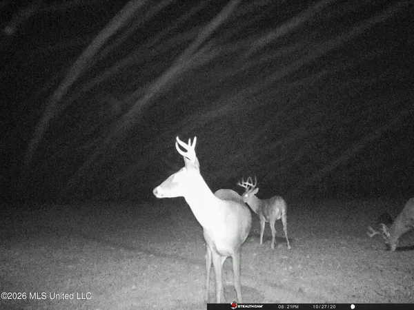 $1,650,000 | 1549 County Road 99, Sidon, MS 38954