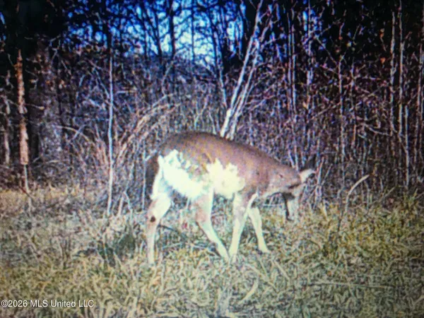 $1,650,000 | 1549 County Road 99, Sidon, MS 38954