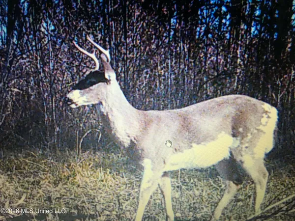 $1,650,000 | 1549 County Road 99, Sidon, MS 38954