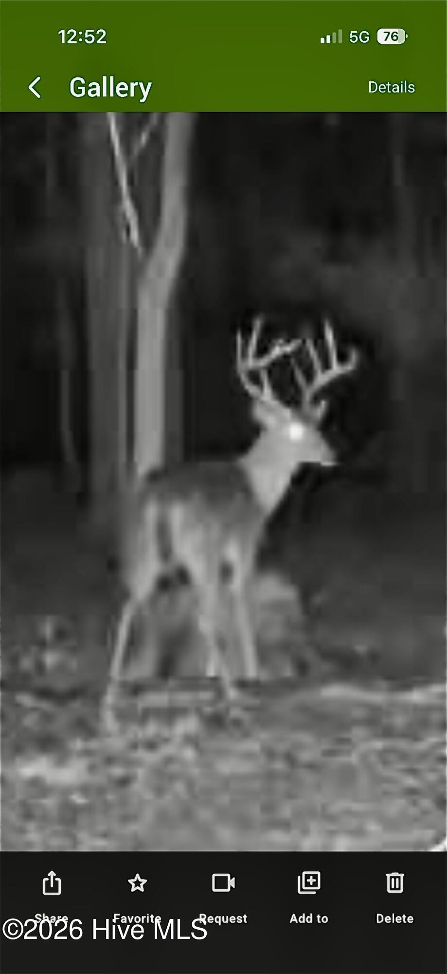 0 Warbonnet Road Springfield, SC 29146 - Photo 12 of 16 Deer on property.