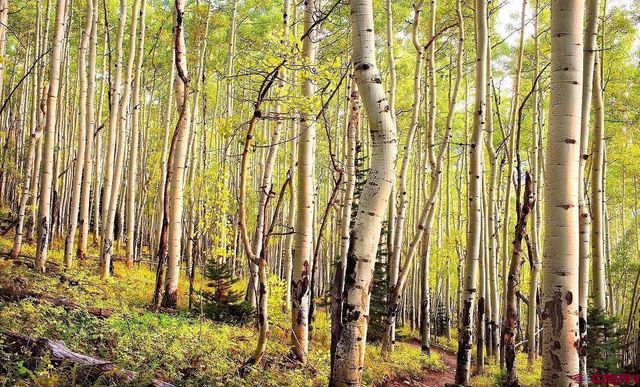 a backyard of a house with a yard and outdoor seating