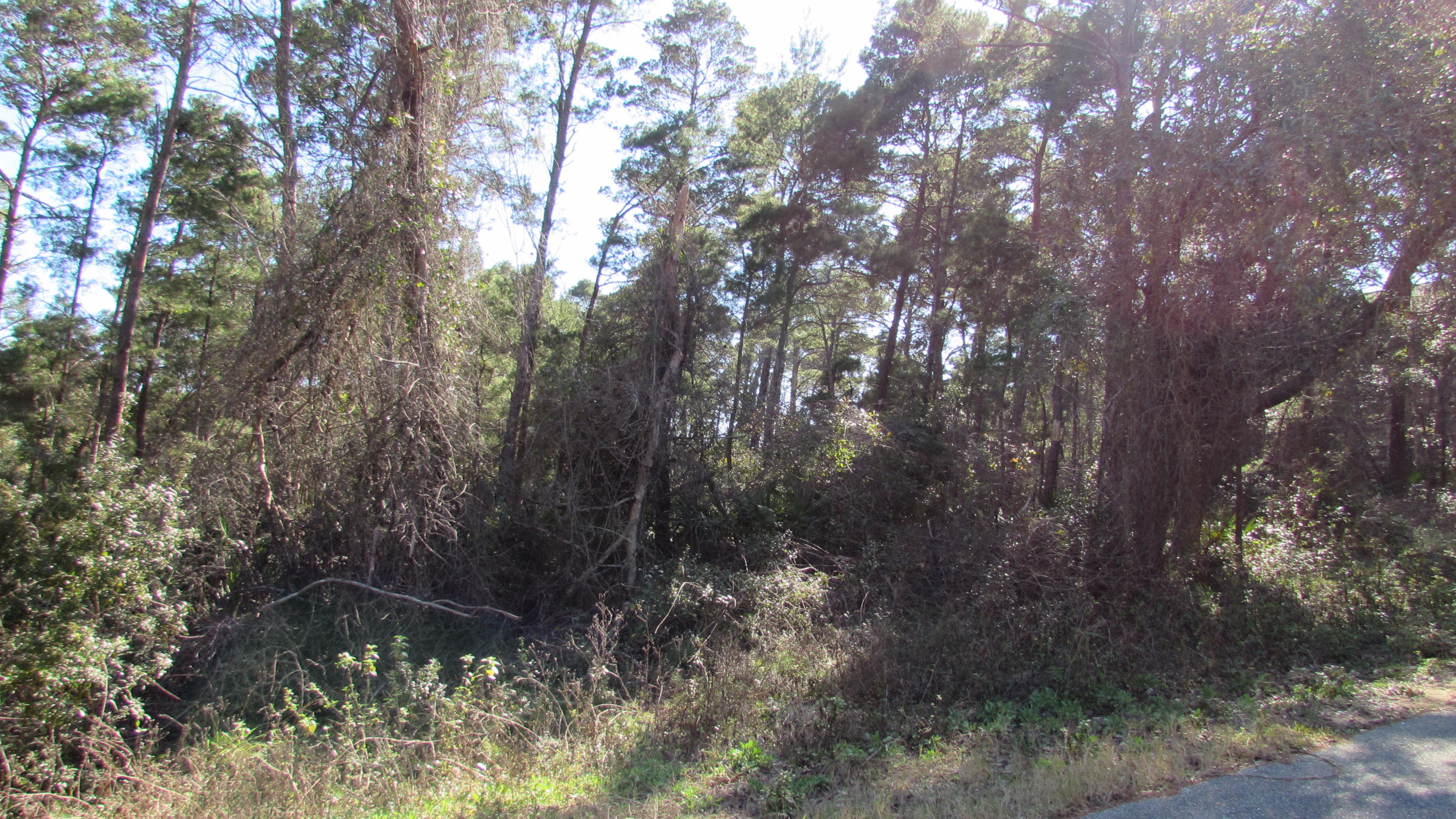 Lot 5 Bramble Street Santa Rosa Beach, FL 32459 - Photo 3 of 13 a view of forest