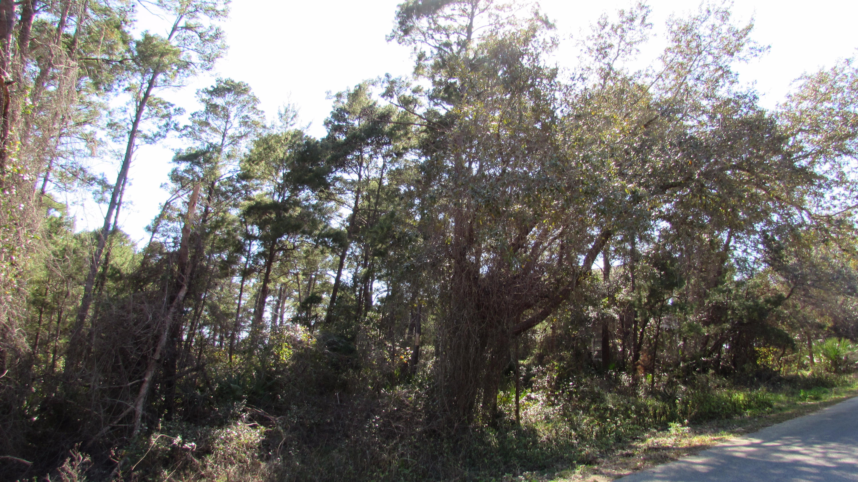 Lot 5 Bramble Street Santa Rosa Beach, FL 32459 - Photo 4 of 13 a view of tree