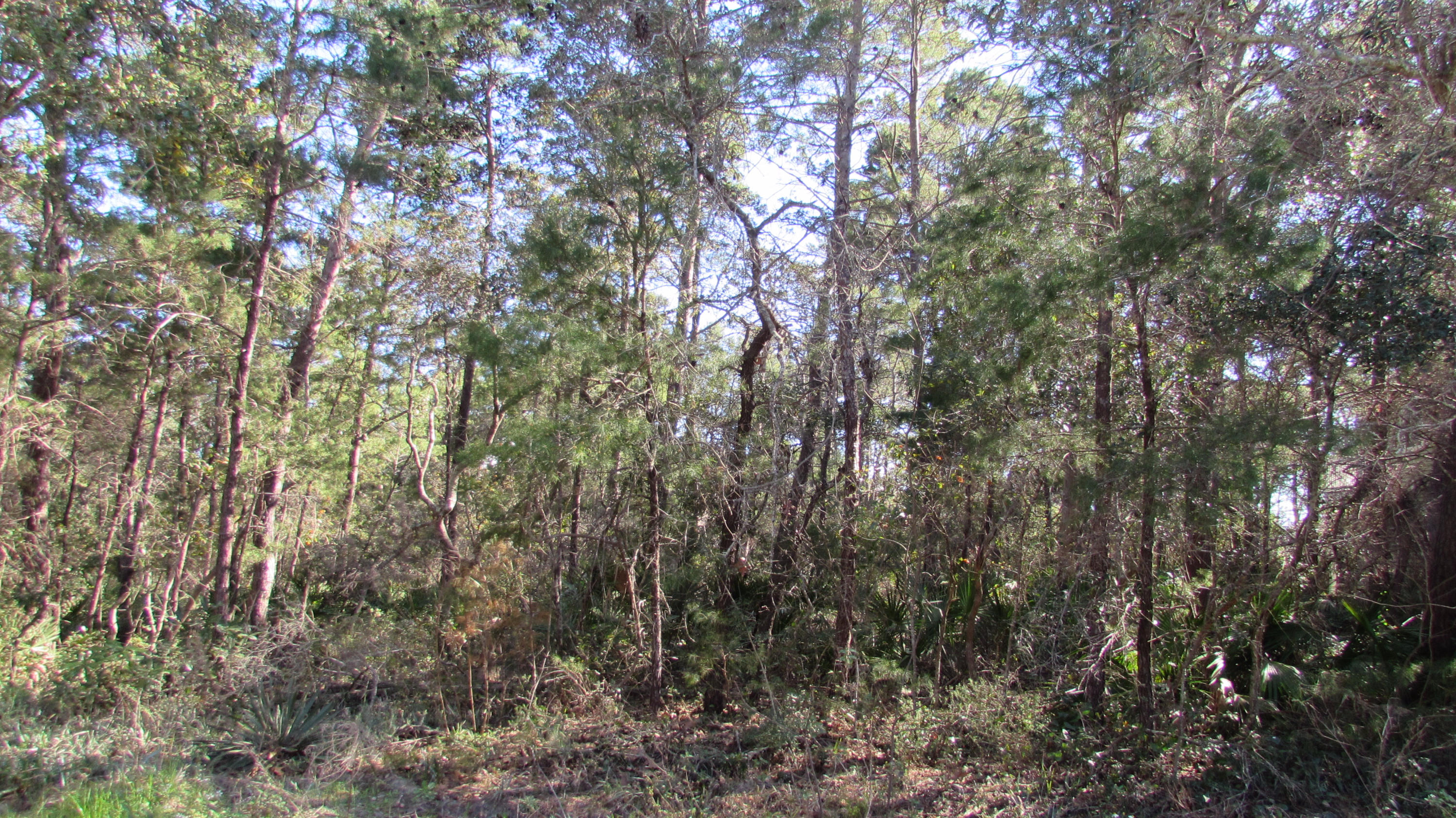 Lot 5 Bramble Street Santa Rosa Beach, FL 32459 - Photo 6 of 13