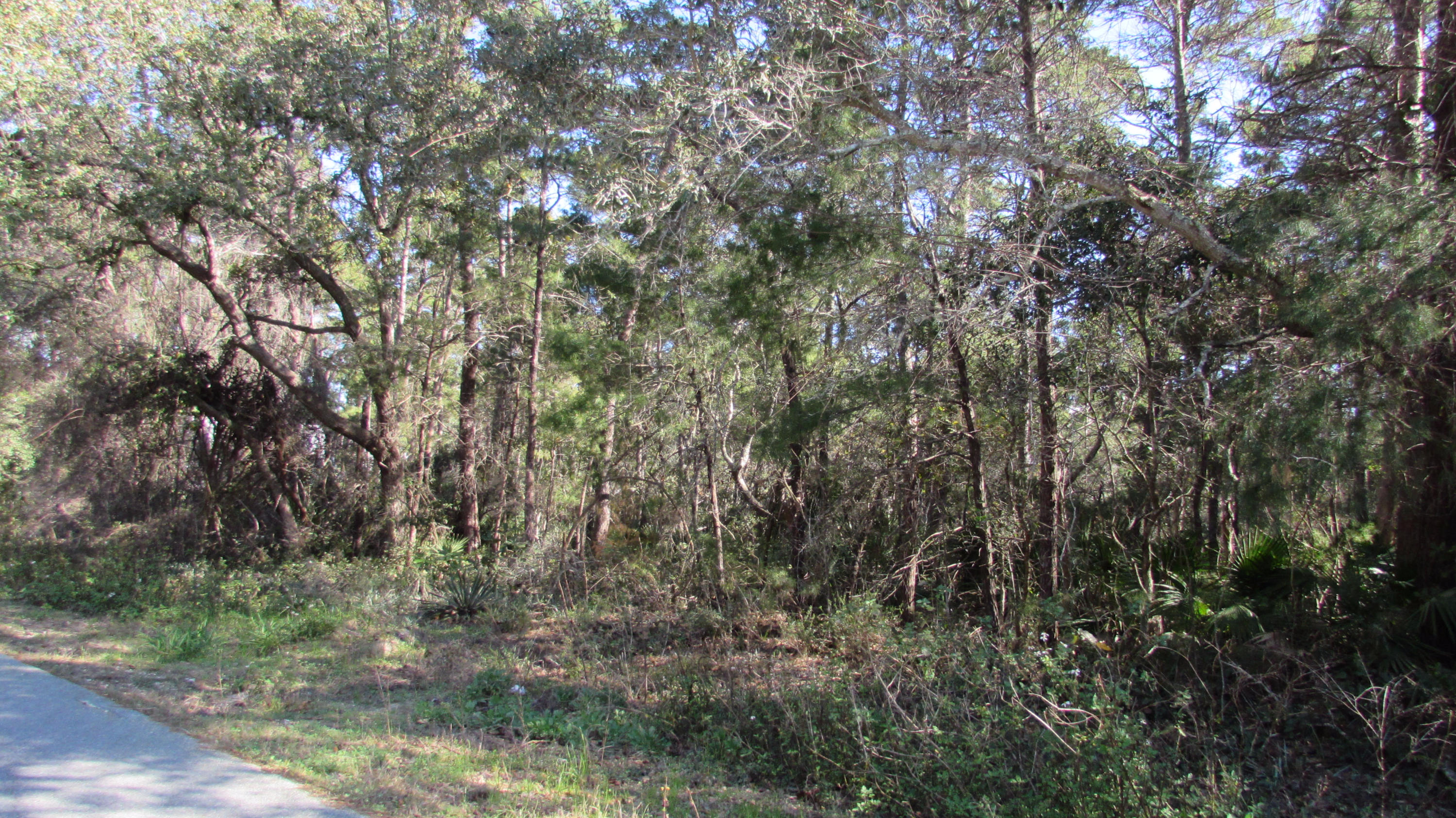 Lot 5 Bramble Street Santa Rosa Beach, FL 32459 - Photo 7 of 13 a view of a yard with a tree