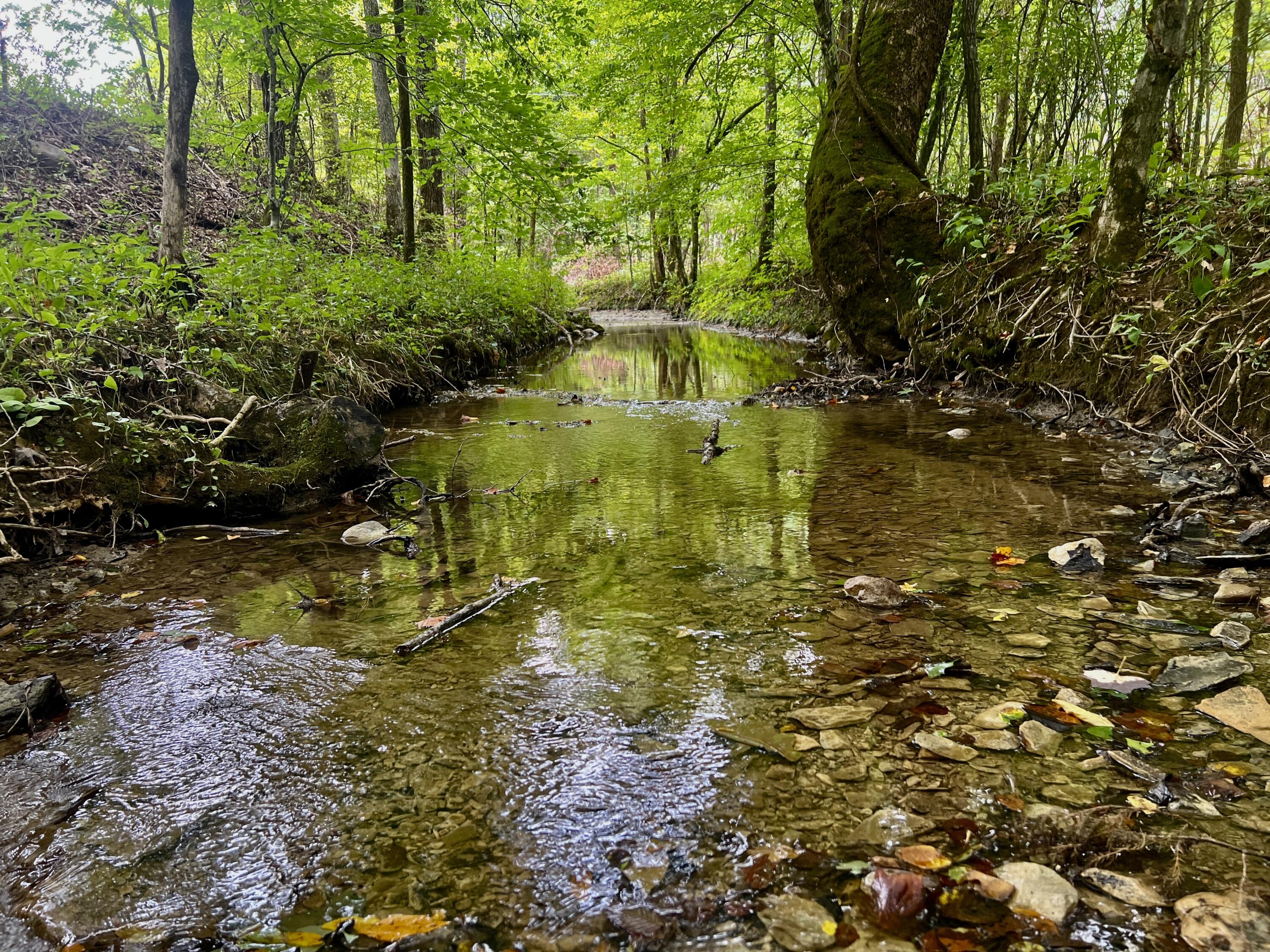 0 Kelley Gap Road Greeneville, TN 37743 - Photo 13 of 41 IMG_4426 (1)