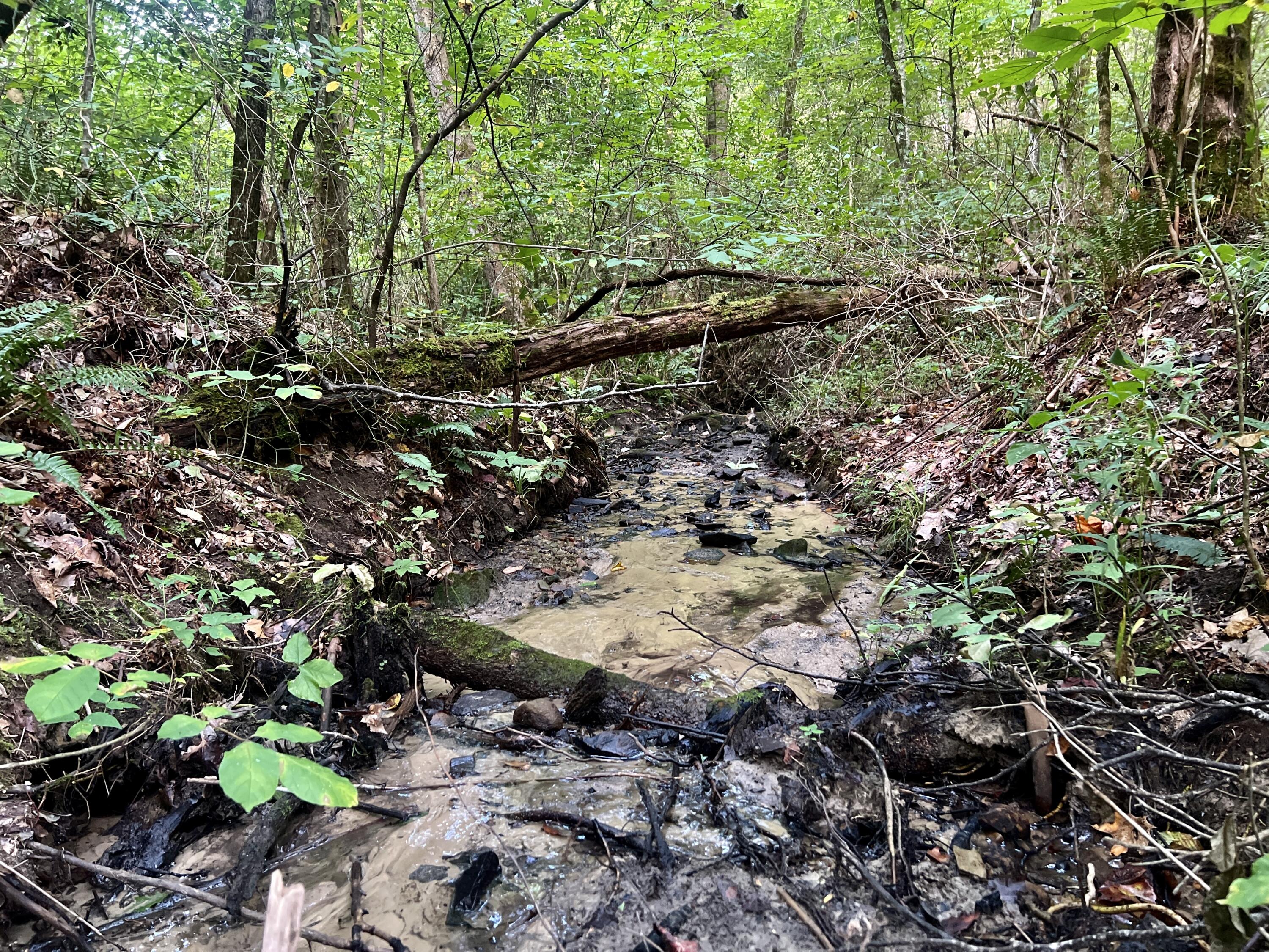 0 Kelley Gap Road Greeneville, TN 37743 - Photo 14 of 41 IMG_4416