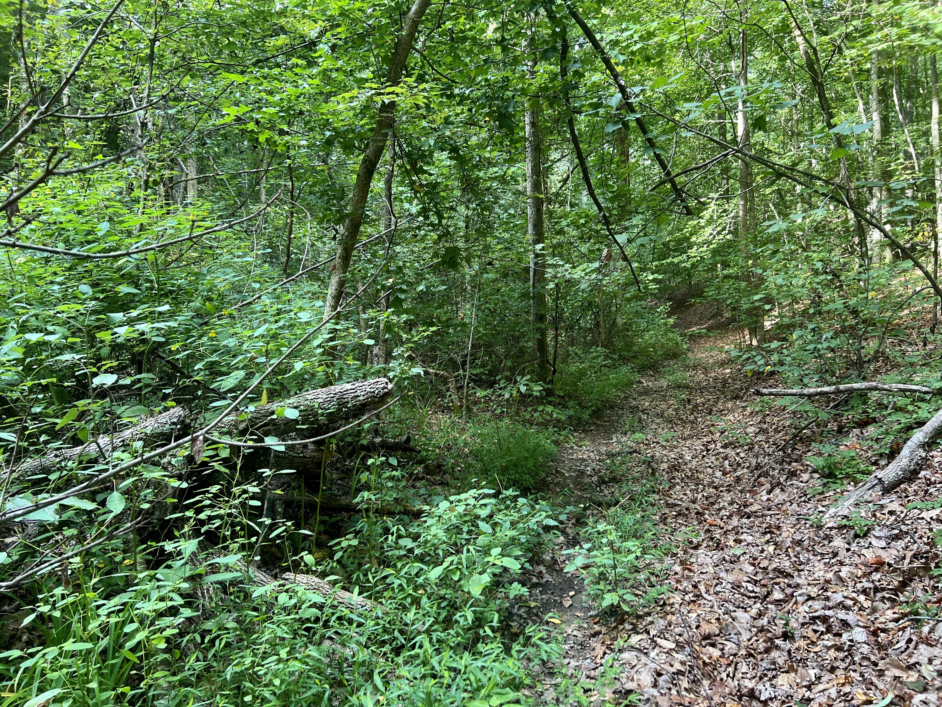 0 Kelley Gap Road Greeneville, TN 37743 - Photo 27 of 41 IMG_4413 (1)