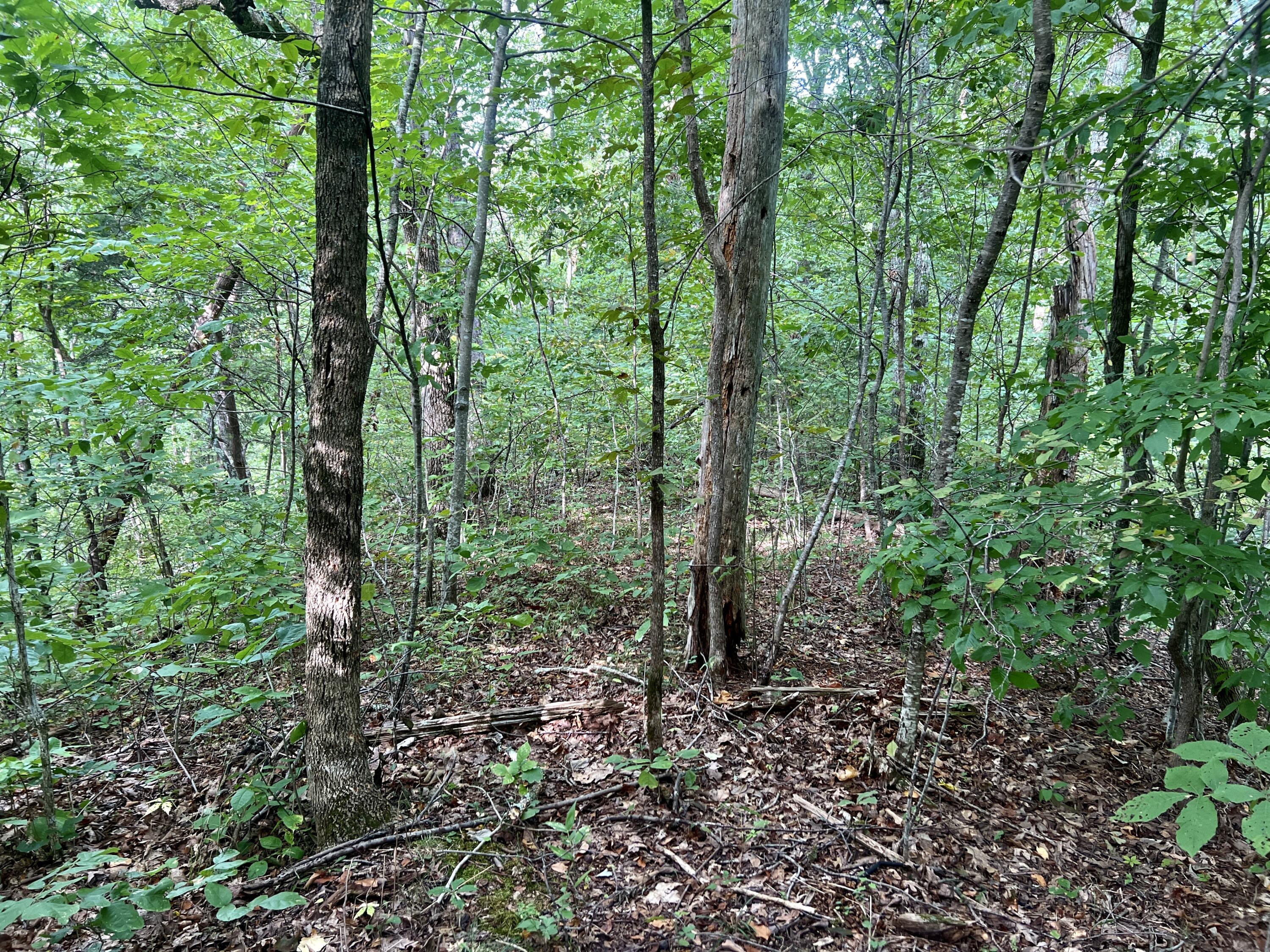 0 Kelley Gap Road Greeneville, TN 37743 - Photo 31 of 41 IMG_4403 (1)