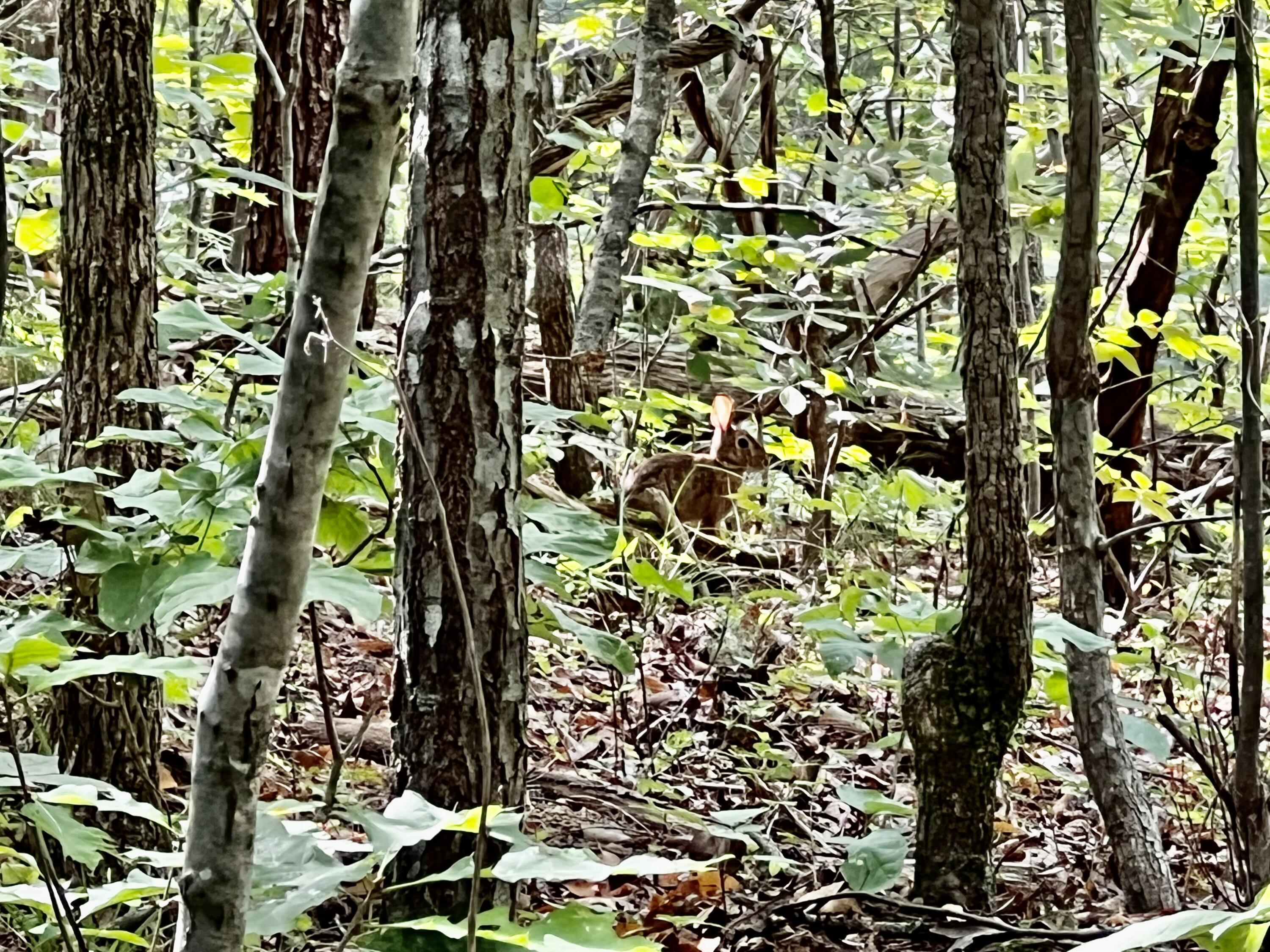 0 Kelley Gap Road Greeneville, TN 37743 - Photo 33 of 41 IMG_4398 (1)
