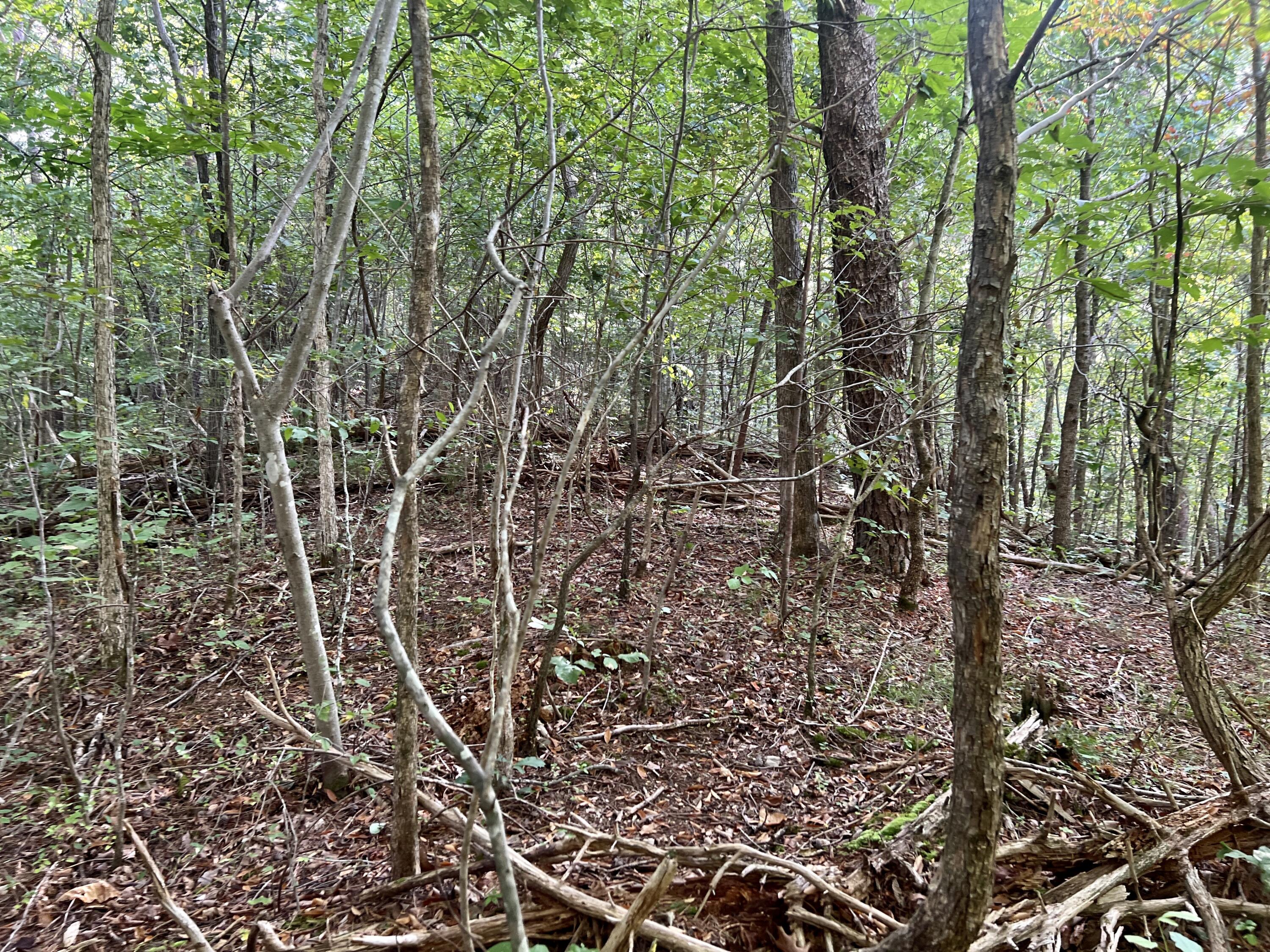 0 Kelley Gap Road Greeneville, TN 37743 - Photo 35 of 41 IMG_4397 (1)