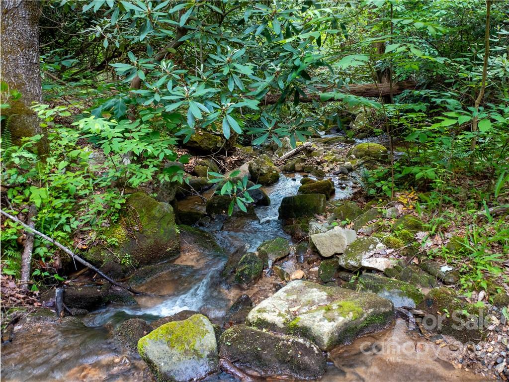 Lot 2072 Anthony Court Mill Spring, NC 28756 - Photo 2 of 17 a view of a tree with a plant