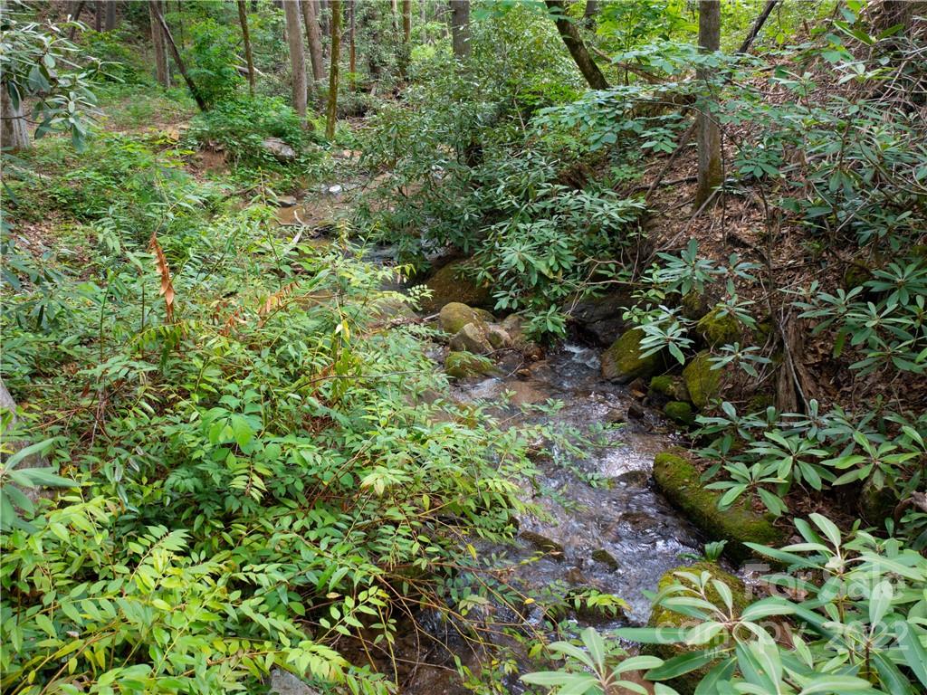 Lot 2072 Anthony Court Mill Spring, NC 28756 - Photo 8 of 17 a view of a plant in a garden