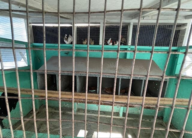 1225 Davis Bridge Road Williston, SC 29853 - Photo 55 of 70 Chicken coop