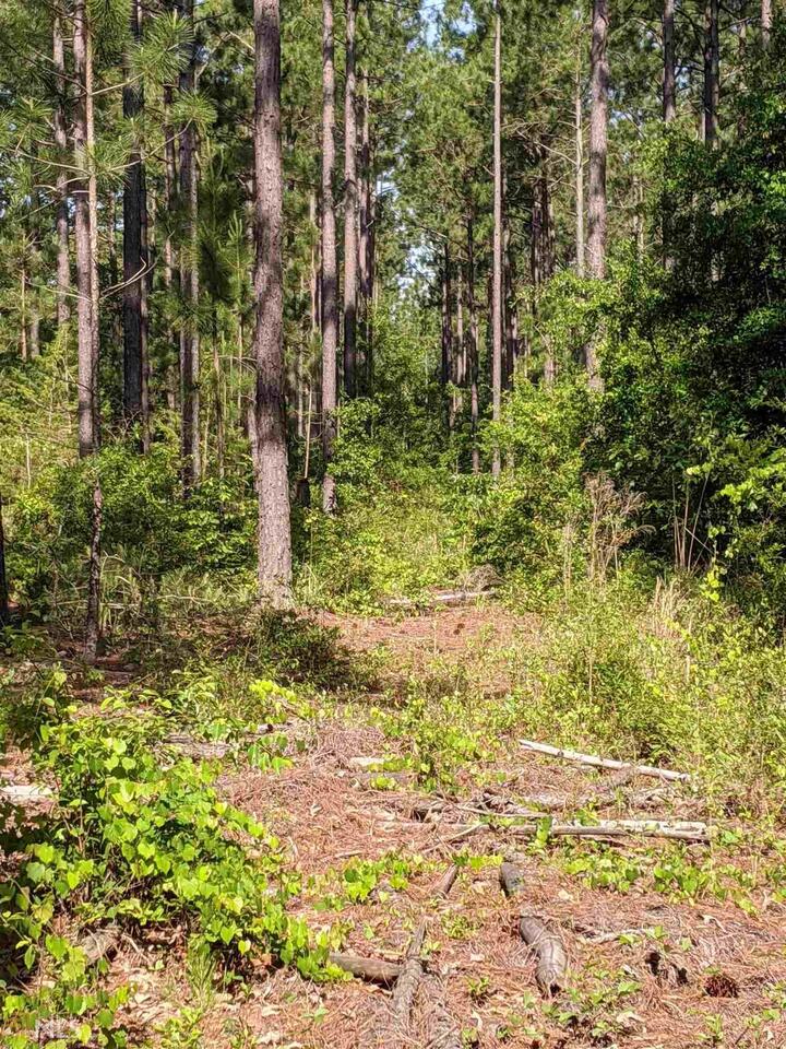 0 Butler Mill Road Reynolds, GA 31076 - Photo 1 of 1 a view of a yard with plants