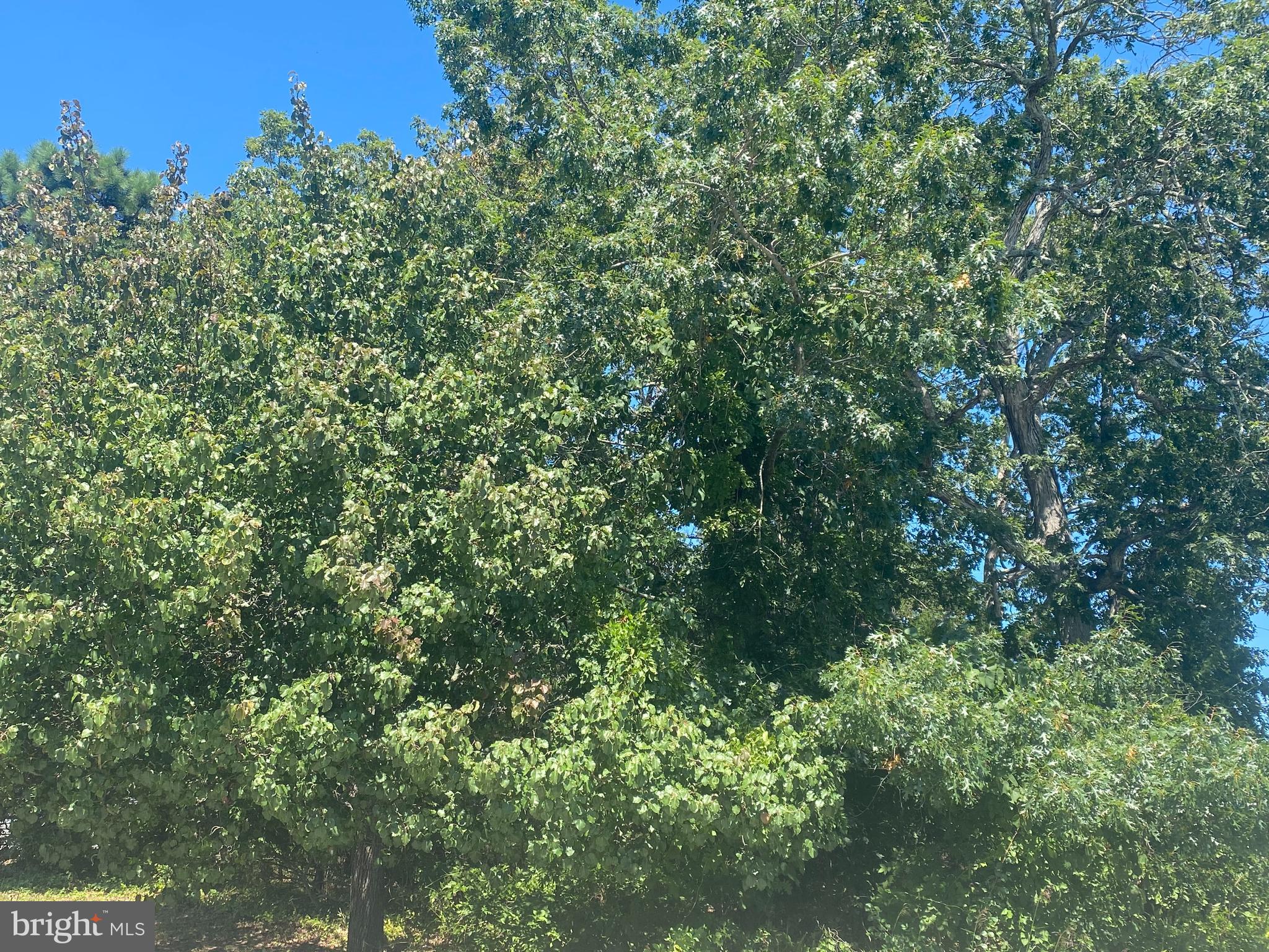 a view of a lush green forest