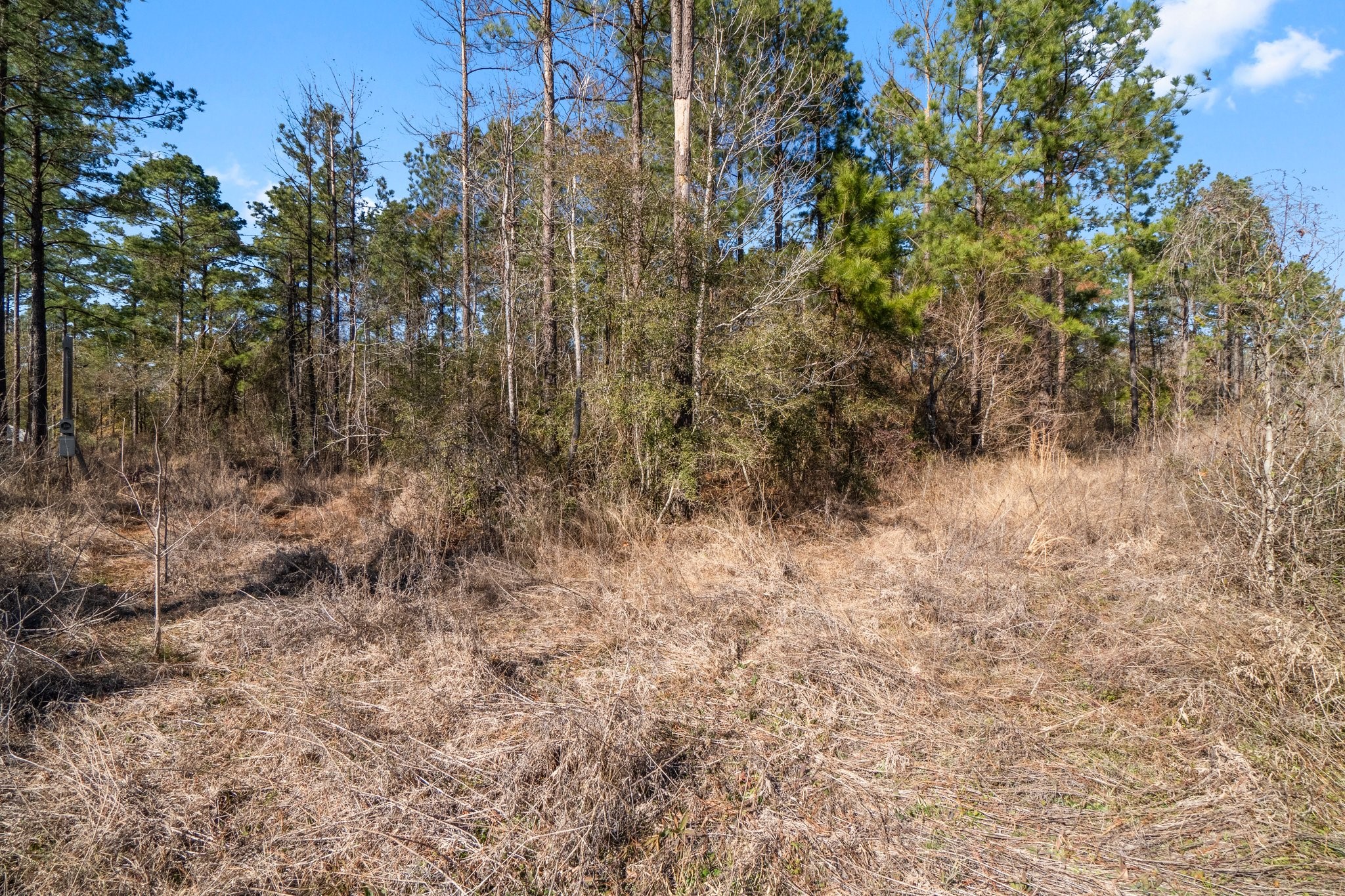 970 Josserand Road Groveton, TX 75845 - Photo 11 of 16 a view of a yard with trees