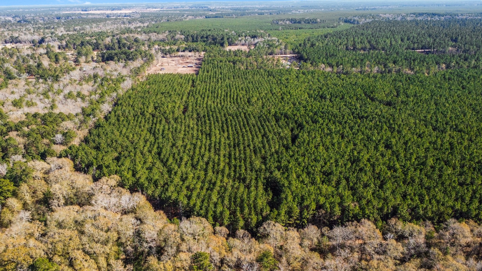 970 Josserand Road Groveton, TX 75845 - Photo 14 of 16 a view of a yard with plants and large trees