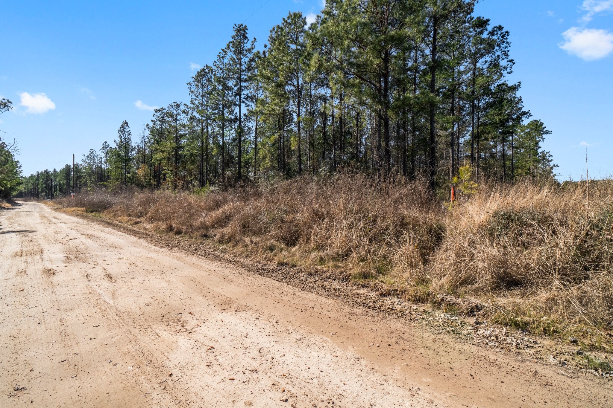 970 Josserand Road Groveton, TX 75845 - Photo 4 of 16 a view of a dry yard with trees in the background