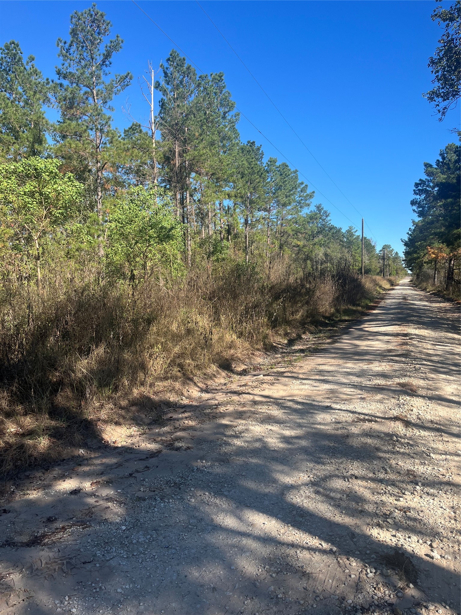 970 Josserand Road Groveton, TX 75845 - Photo 5 of 16 a view of a yard with a tree