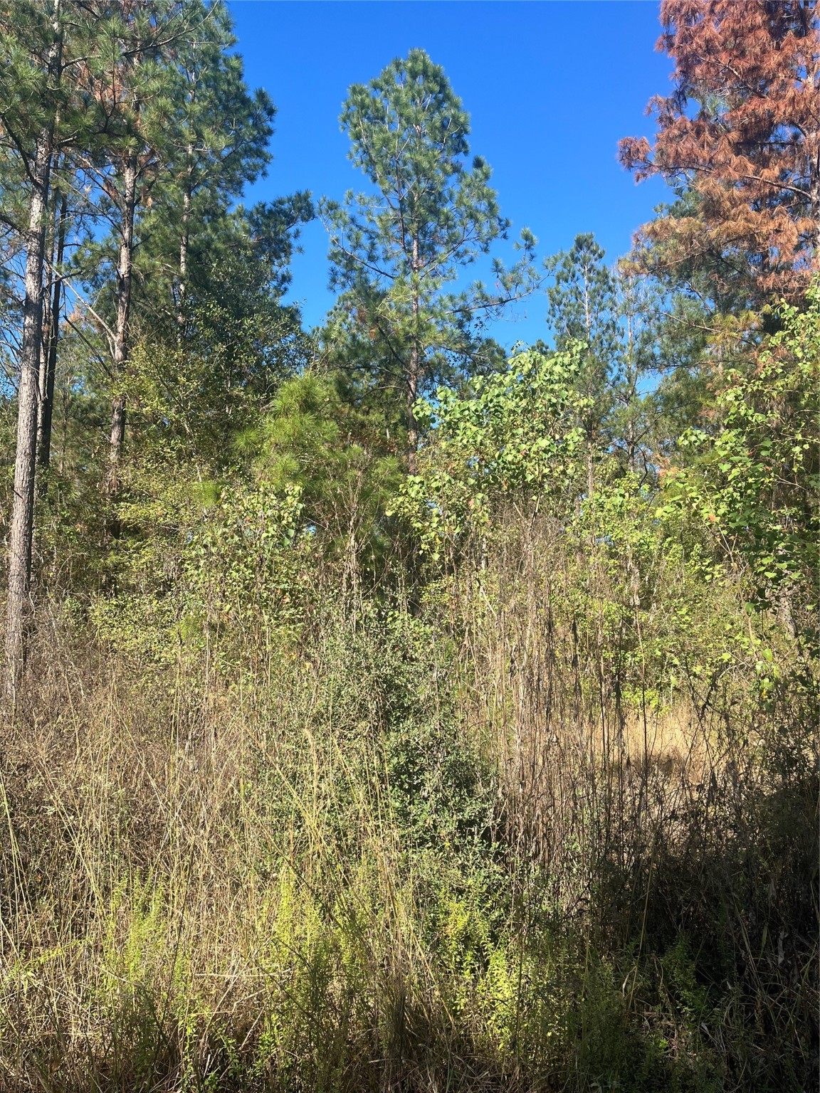 970 Josserand Road Groveton, TX 75845 - Photo 6 of 16 a view of a bunch of trees
