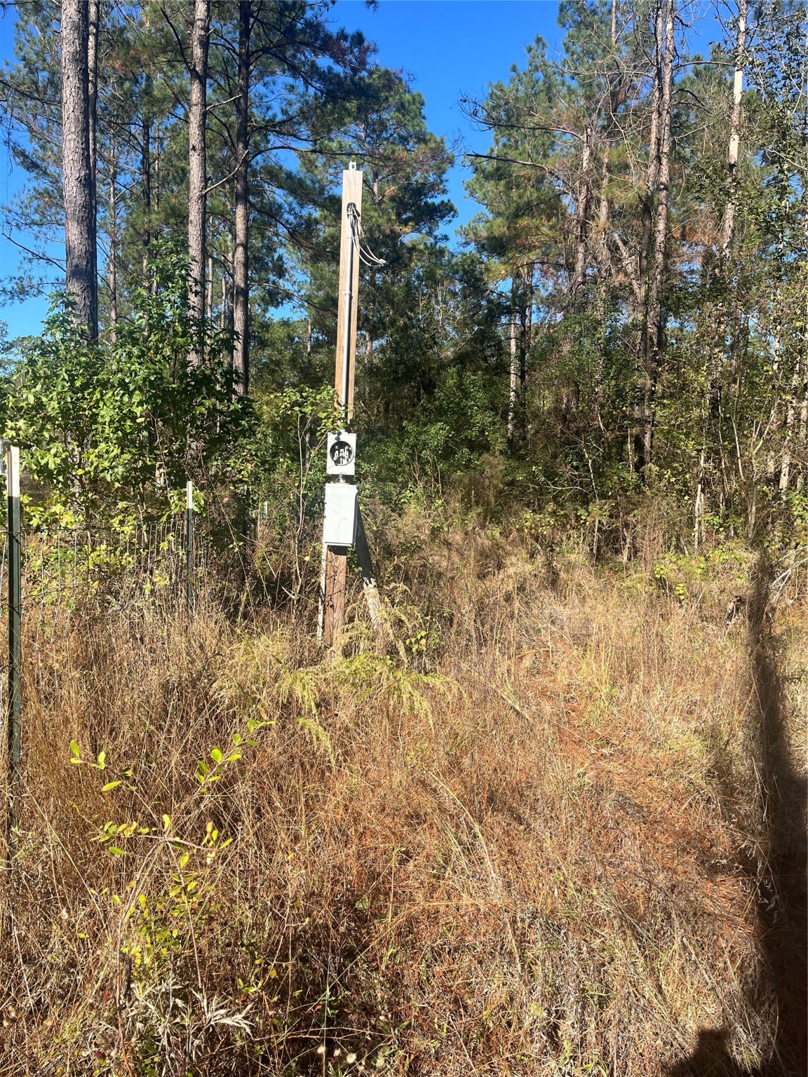 970 Josserand Road Groveton, TX 75845 - Photo 7 of 16 a view of a forest with a tree