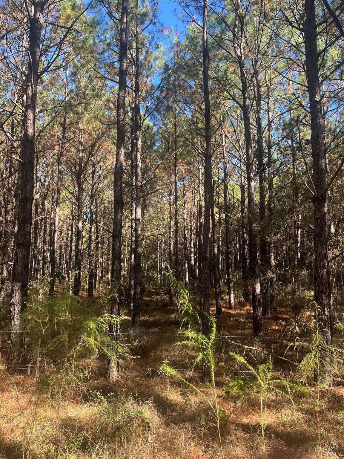 970 Josserand Road Groveton, TX 75845 - Photo 8 of 16 a view of yard