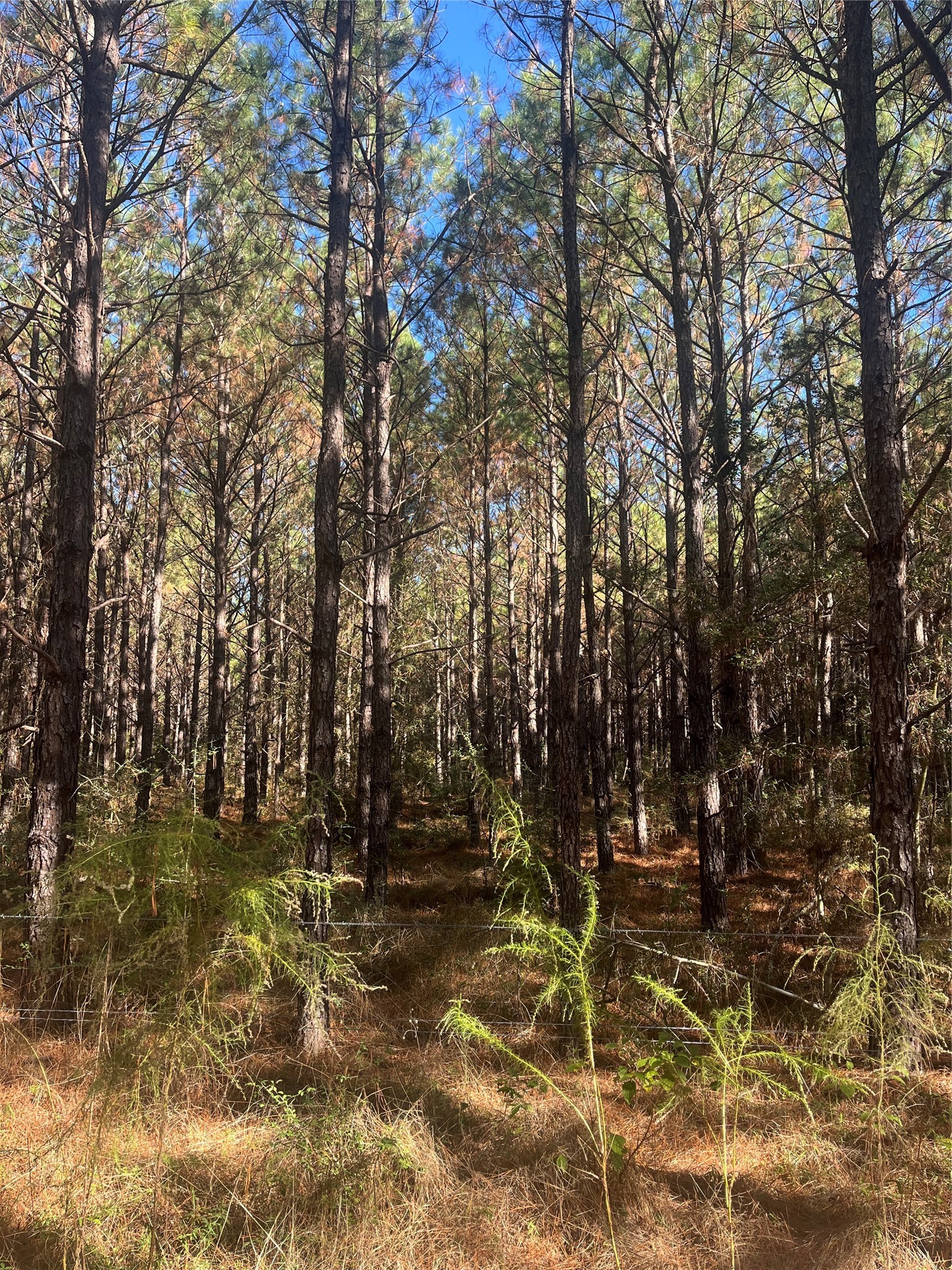 970 Josserand Road Groveton, TX 75845 - Photo 8 of 16 a view of yard