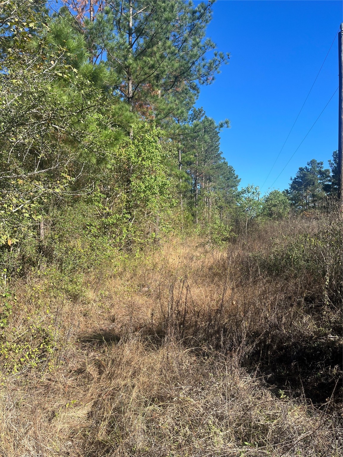 970 Josserand Road Groveton, TX 75845 - Photo 9 of 16 a view of a forest with trees
