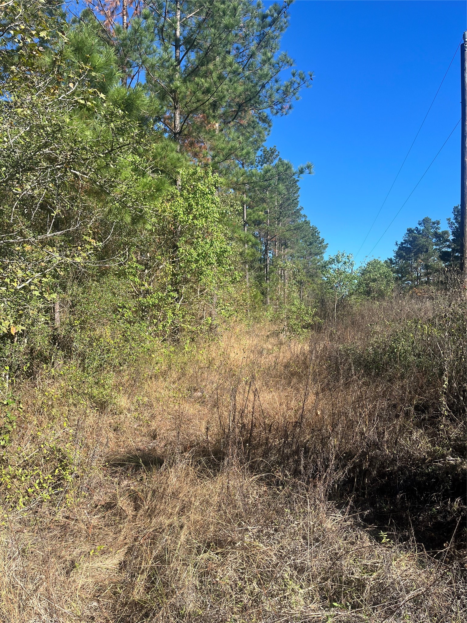 970 Josserand Road Groveton, TX 75845 - Photo 9 of 16 a view of a dry yard with lots of bushes