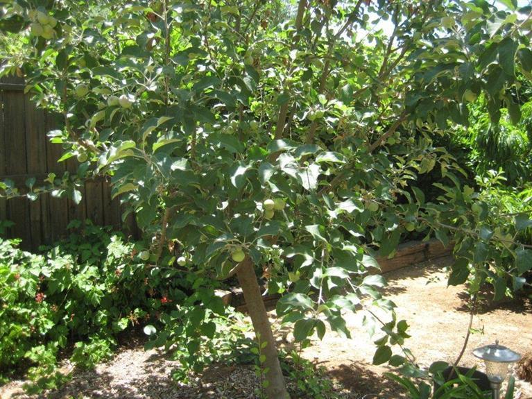 621 Abbott Avenue Reedley, CA 93654 - Photo 28 of 31 Gallery Image 28
