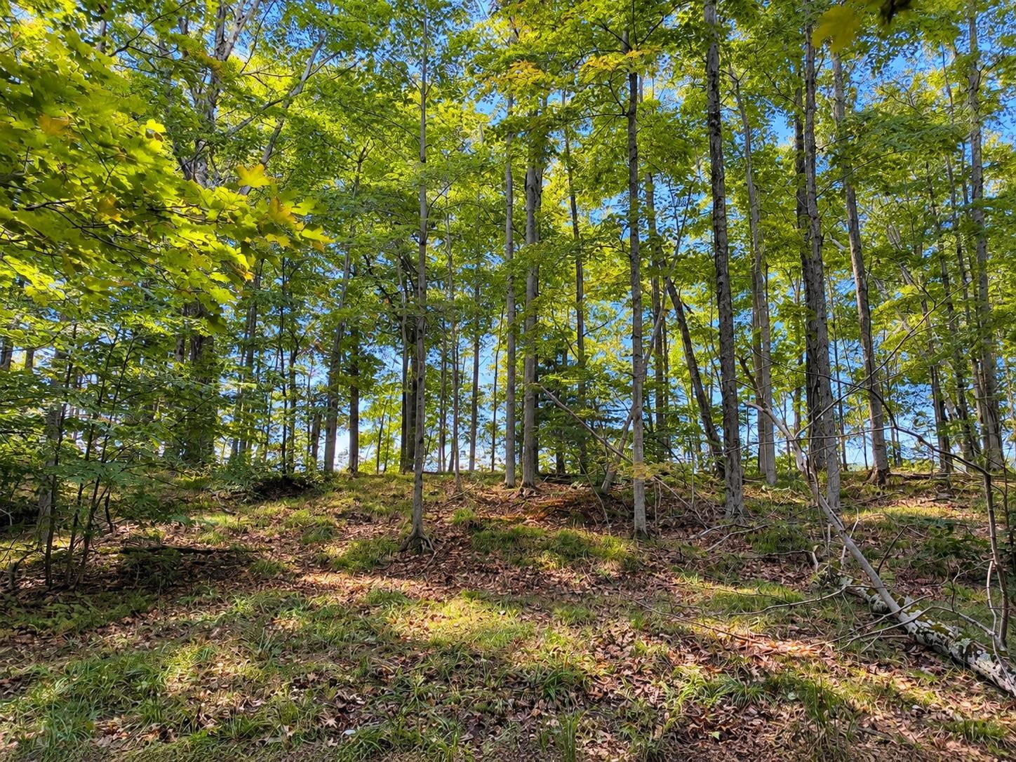 Tbd Fox Lake Road Beaver Island, MI 49782 - Photo 3 of 9 1950374-ad194a25-9af6-432b-919d-596cea1ff557.JPG