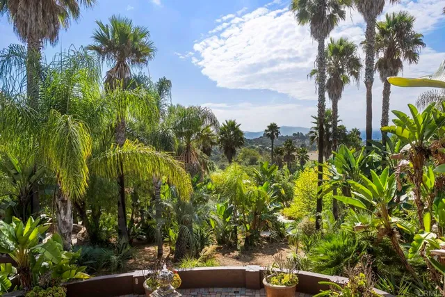 a view of a yard with plants and palm trees