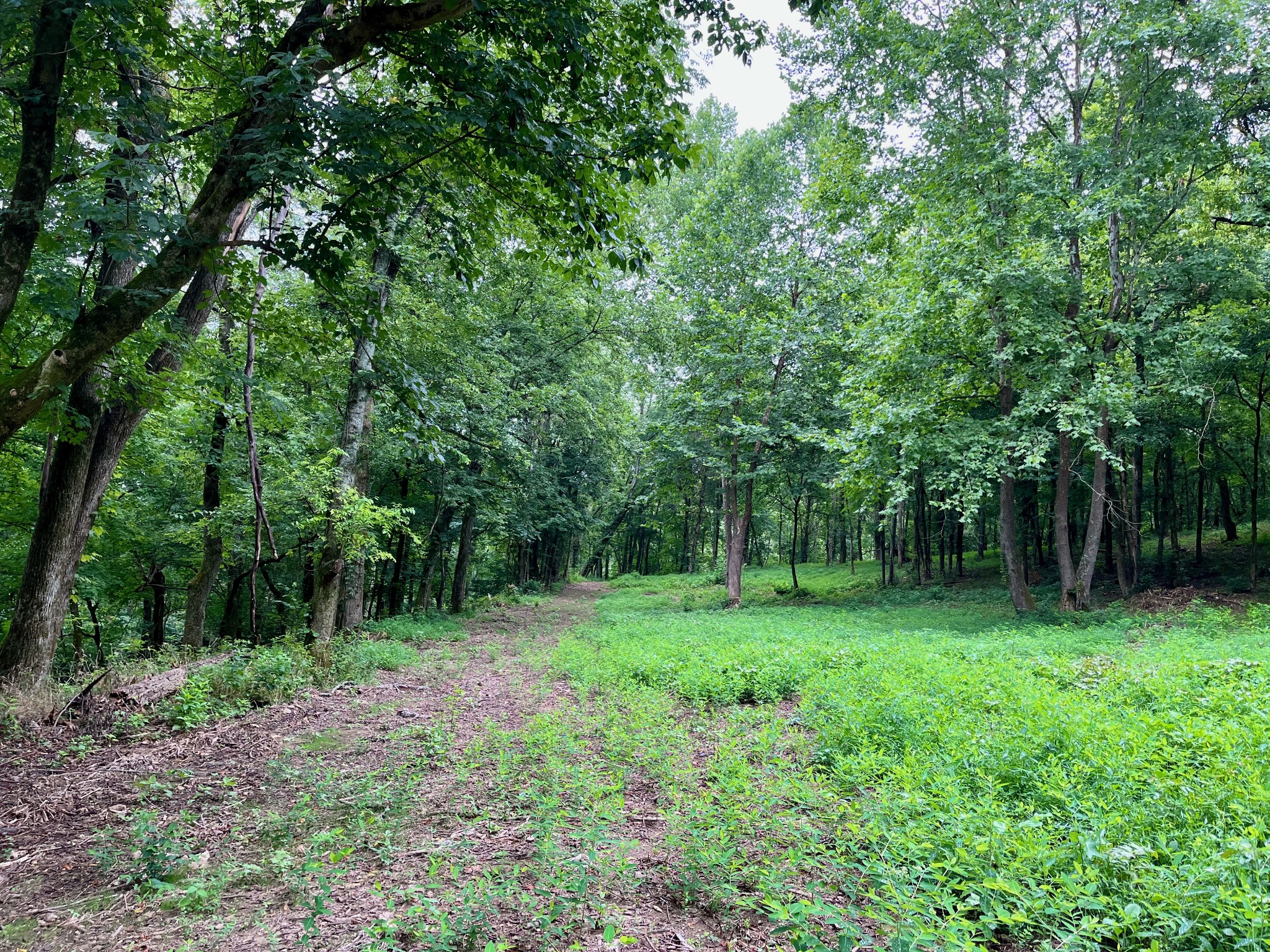 135 Dillehay Hollow Road Pleasant Shade, TN 37145 - Photo 37 of 47
