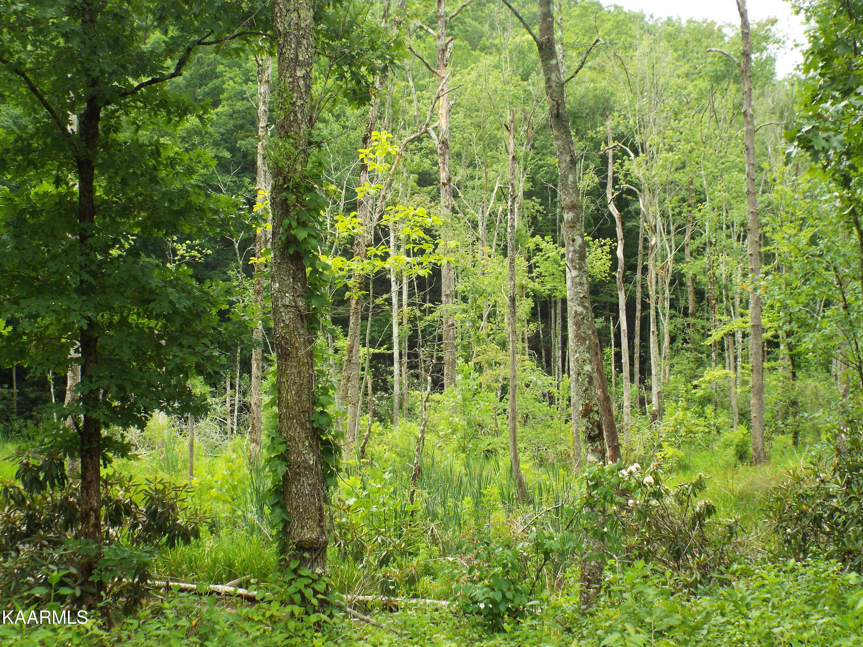 Ridgeview Road Bean Station, TN 37708 - Photo 12 of 19 DSCF4470