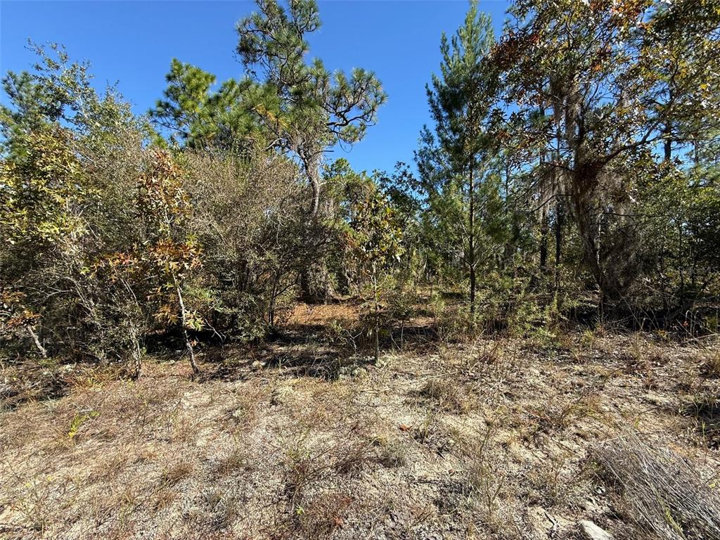 0 Monroe Avenue Hawthorne, FL 32640 - Photo 5 of 9 a view of a dry yard with trees