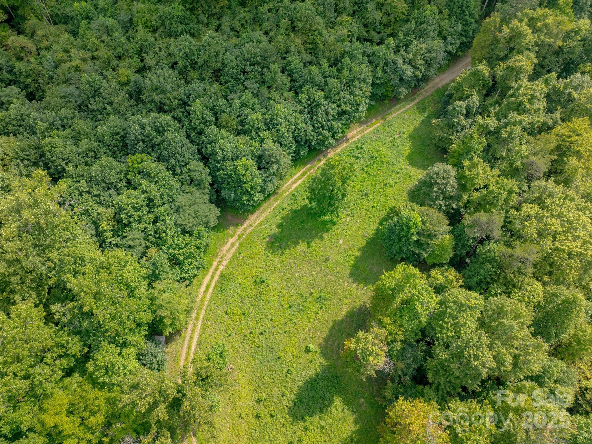 99999 Billy Cove Road Candler, NC 28715 - Photo 6 of 26 a view of a yard with plants