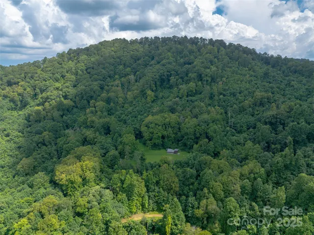 a view of a lot of trees and bushes