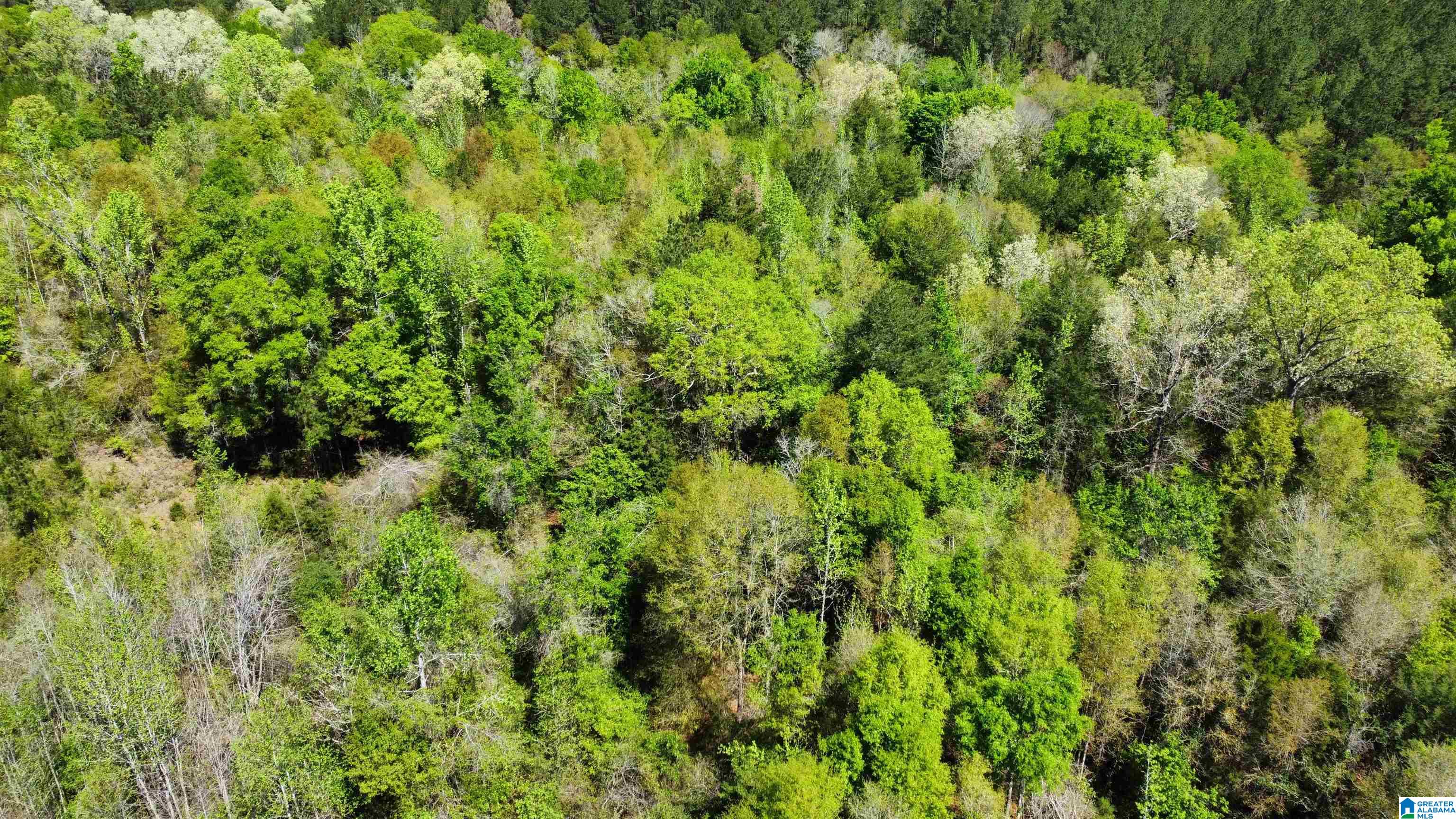 0 Richardson Road Brewton, AL 36426 - Photo 7 of 47