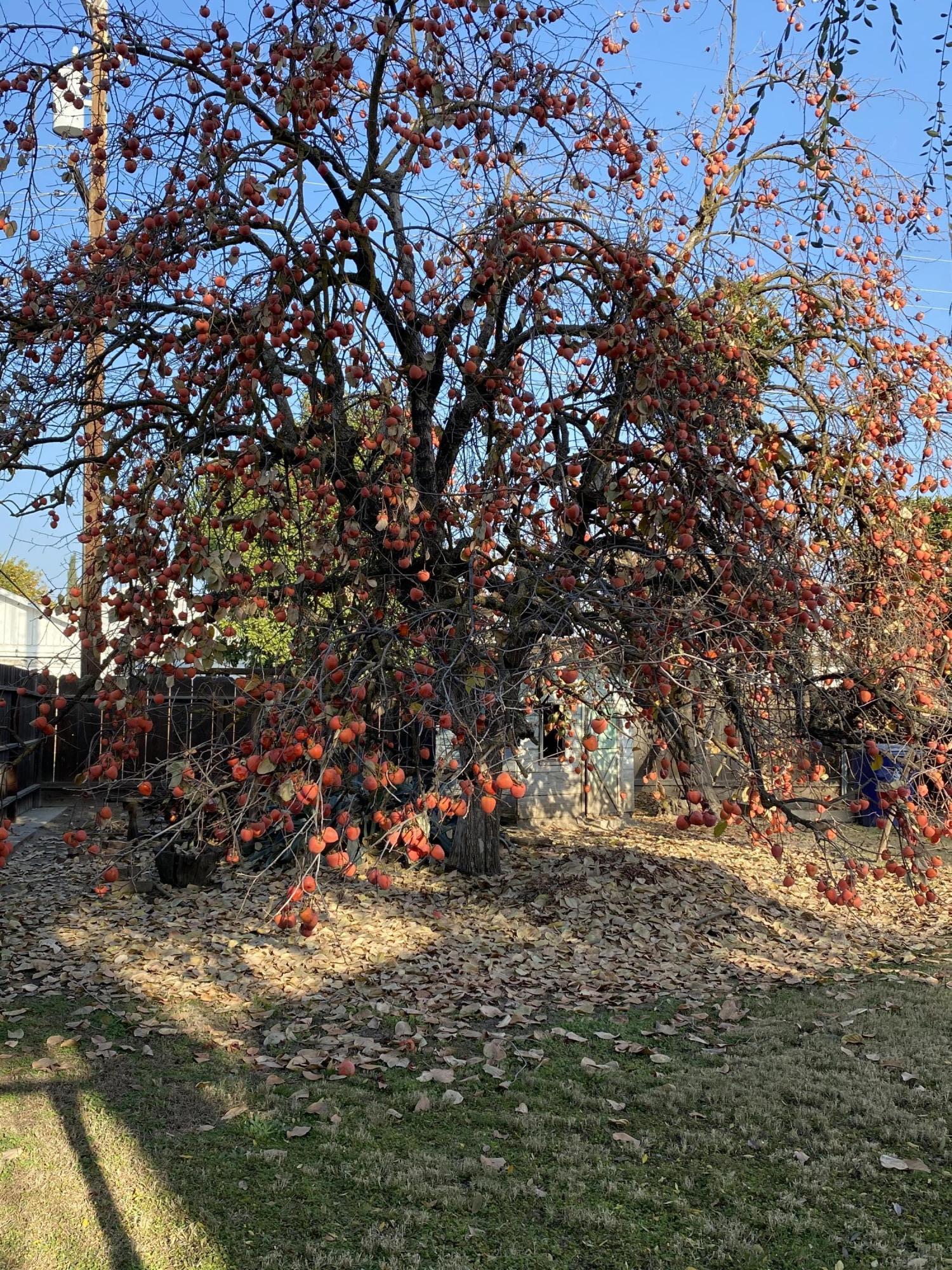 1034 North L Street Reedley, CA 93654 - Photo 21 of 24 IMG_5005