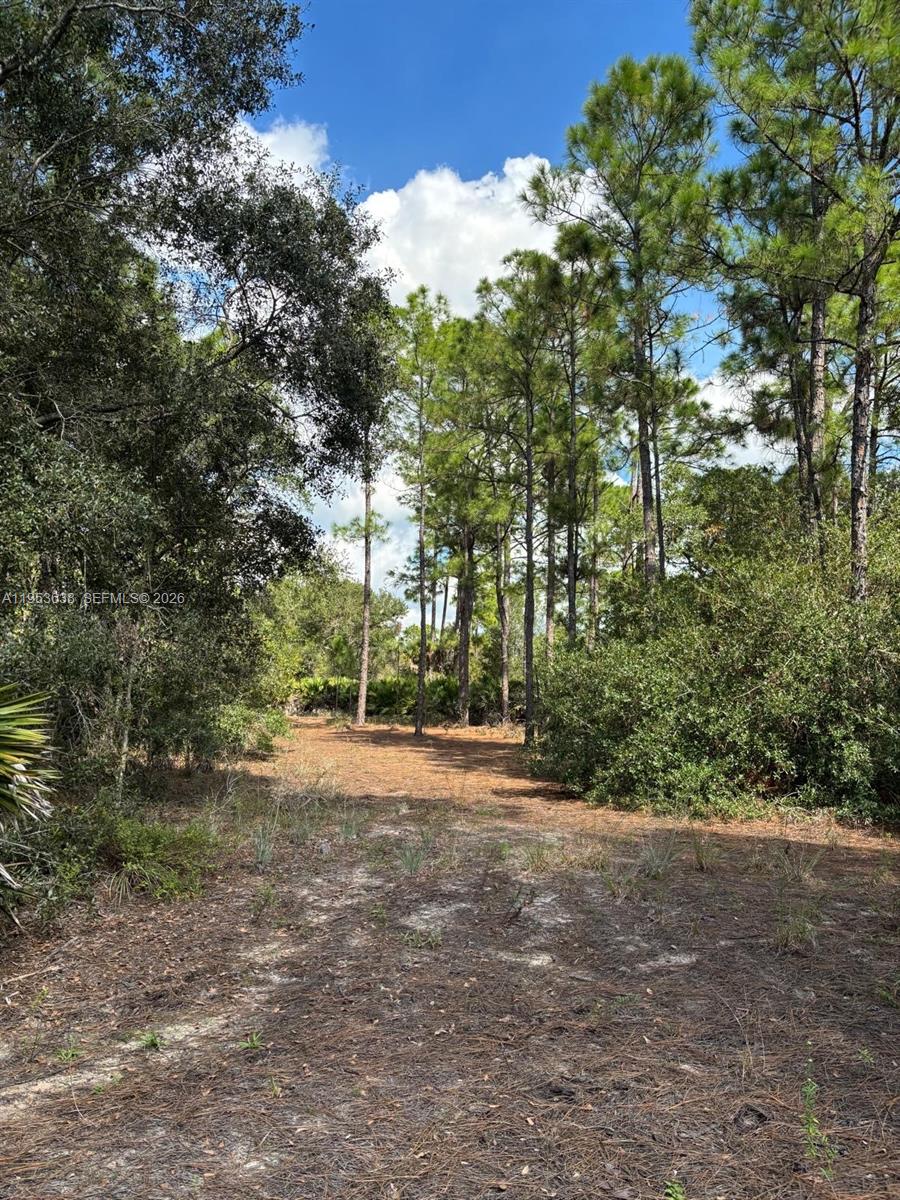 1980 Al Don Farming Road Clewiston, FL 33440 - Photo 3 of 26 a view of dirt yard with a trees